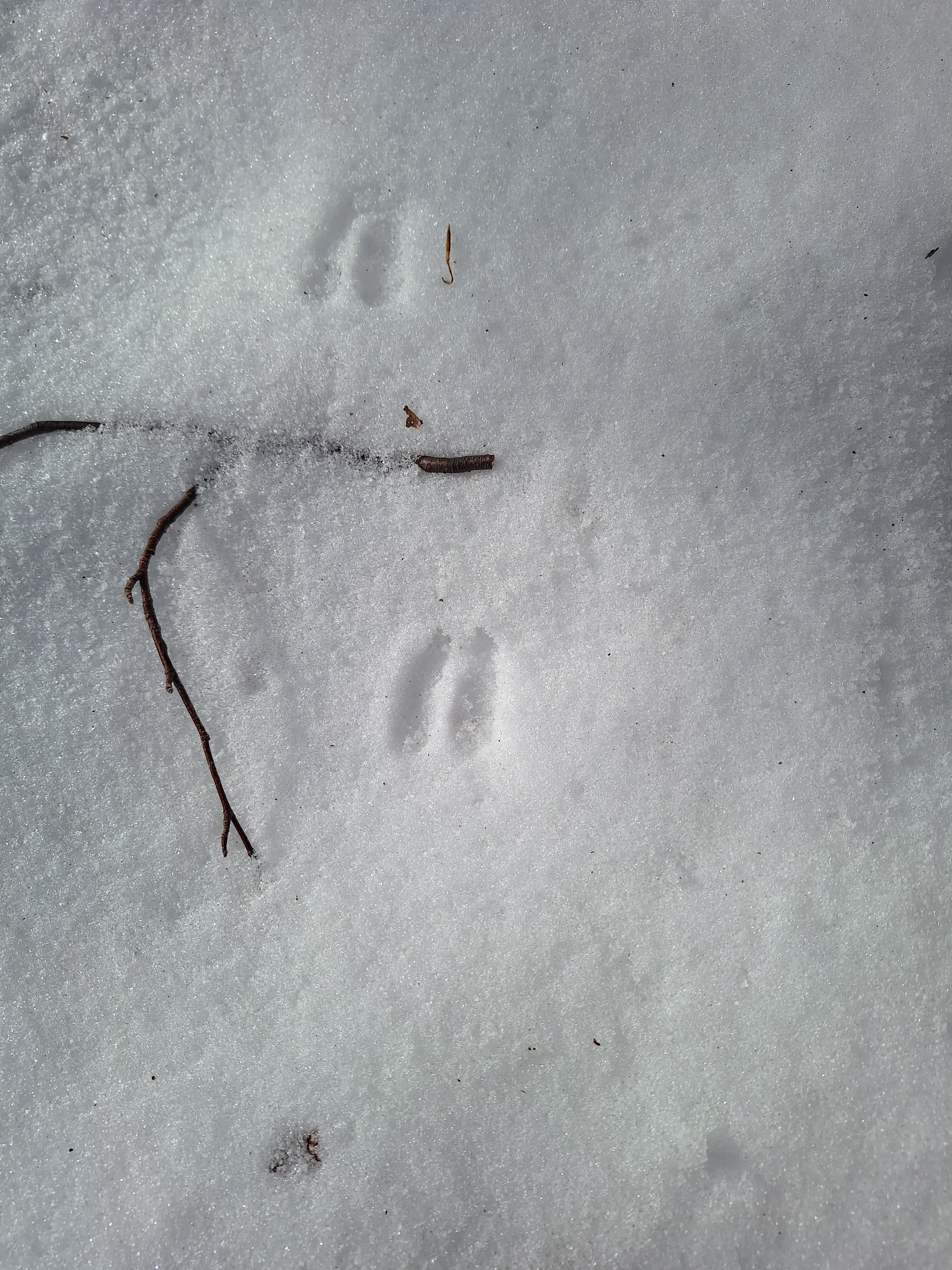 Randonnée en raquettes - Faune en hiver - Traces et empreintes, photo 2