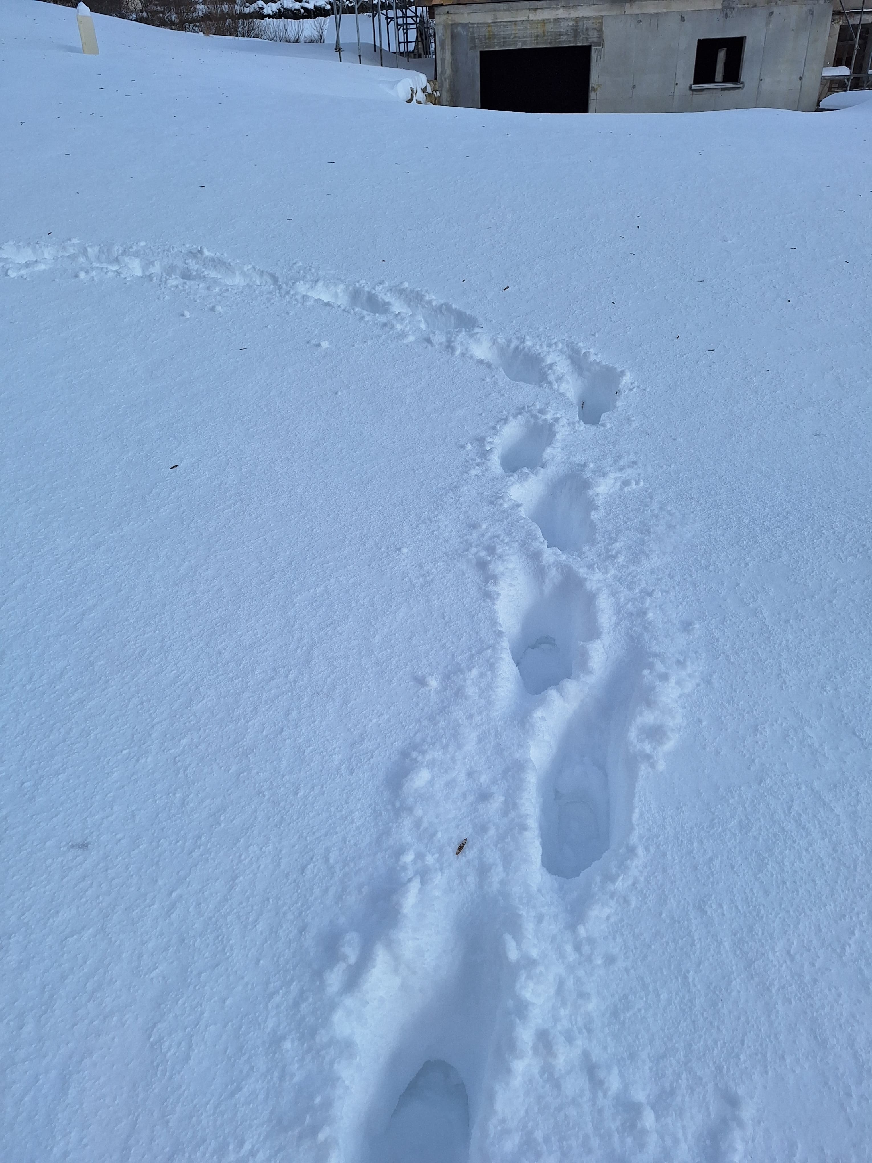 Randonnée en raquettes - Faune en hiver - Traces et empreintes, photo 3