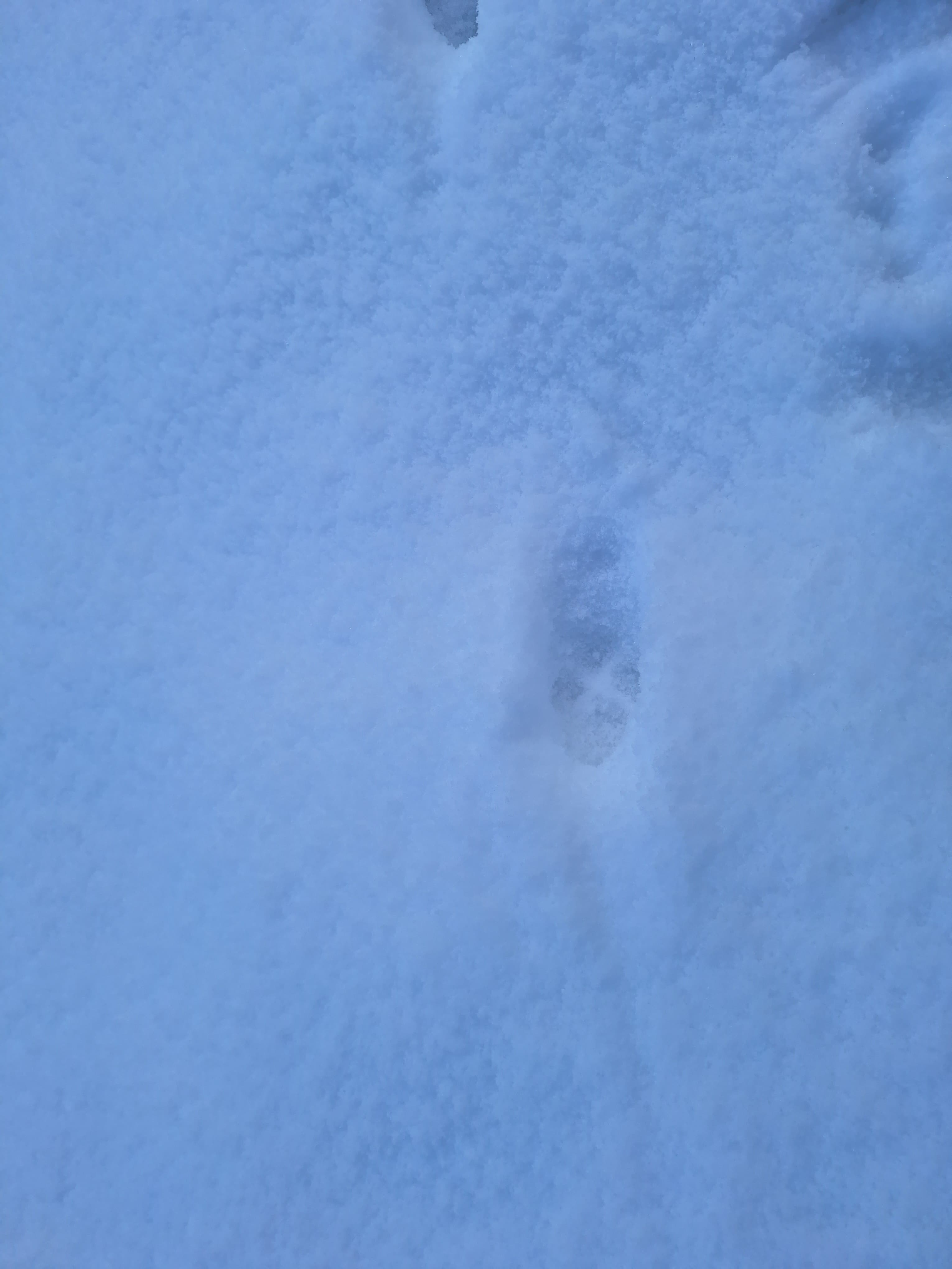 Randonnée en raquettes - Faune en hiver - Traces et empreintes, photo 4