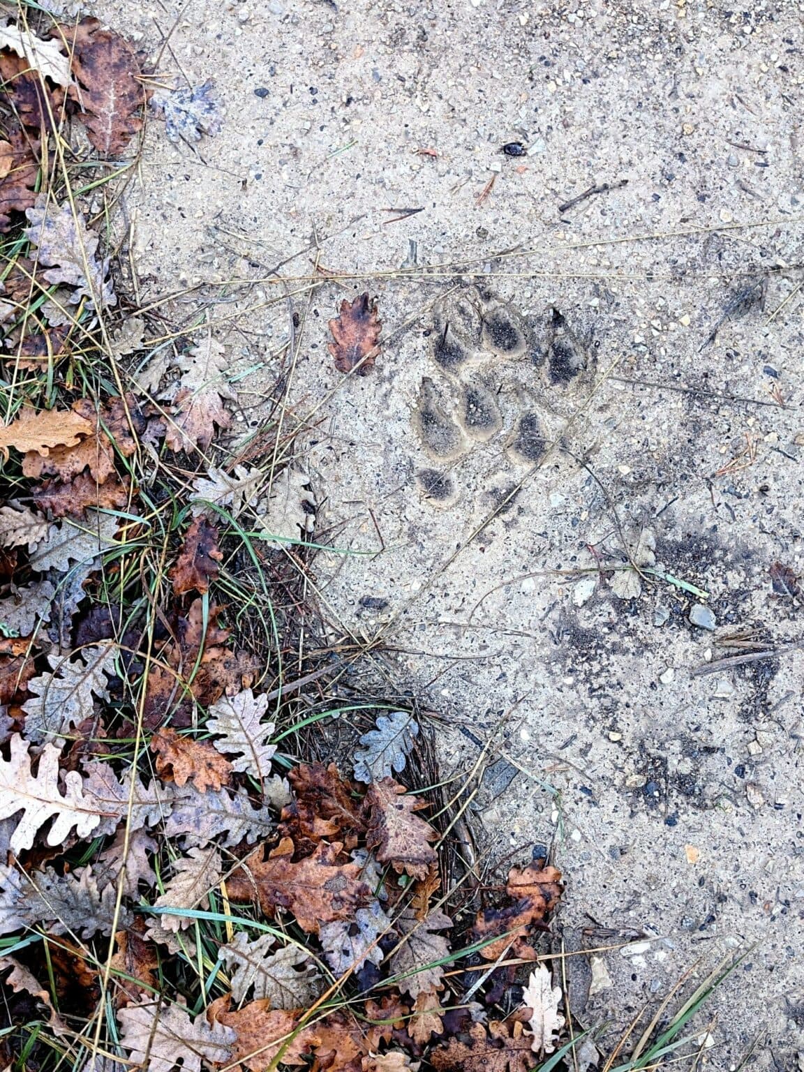 Sur la piste du loup en Provence · Hiking in Aix-en-Provence