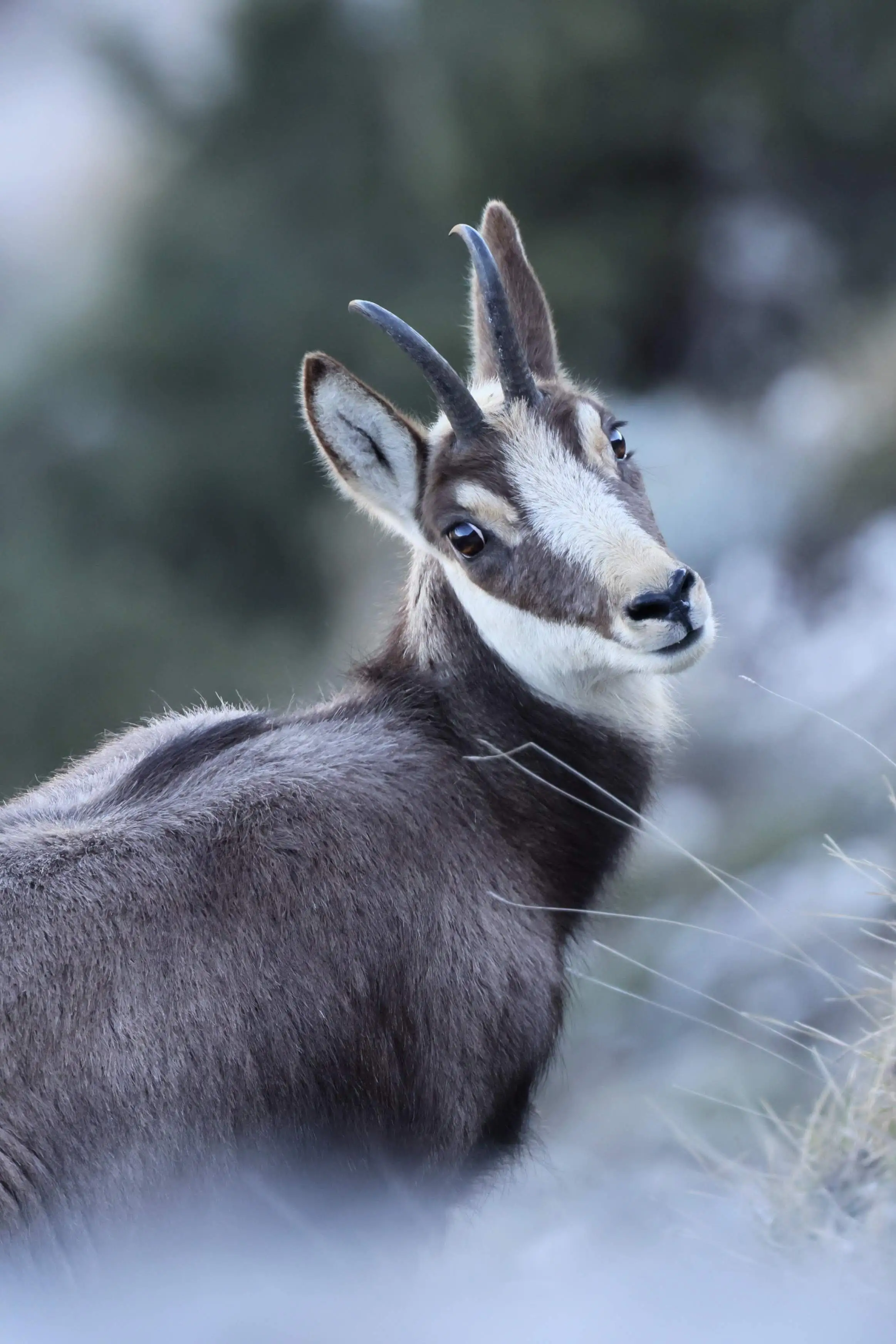 Rando Photo Chamois en Provence · Hiking in Aix-en-Provence